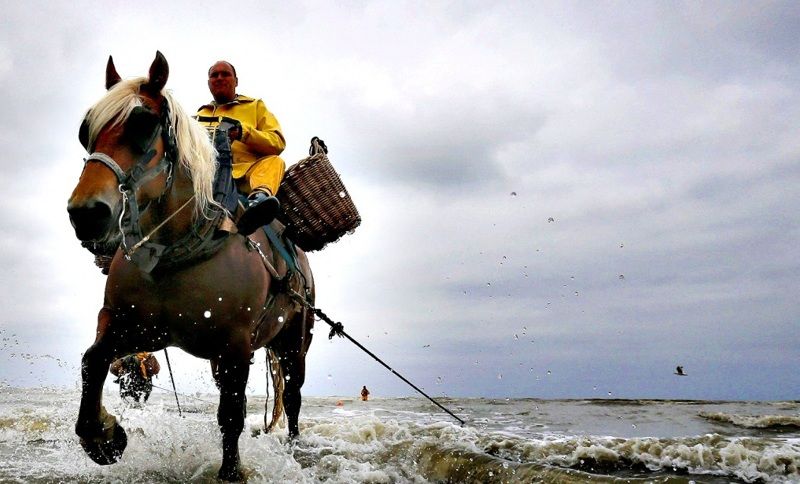 Shrimpfishermen on horseback