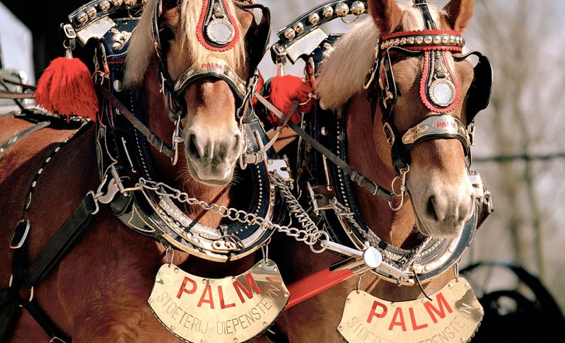 Brouwerij en paardenstoeterij Palm