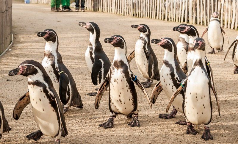 Tierpark Planckendael